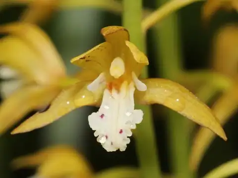 Foto dokumenter Oreorchis patens