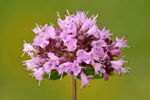 Foto dokumenter Origanum vulgare
