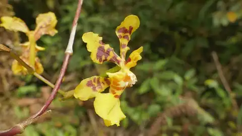 Foto dokumenter Otoglossum serpens