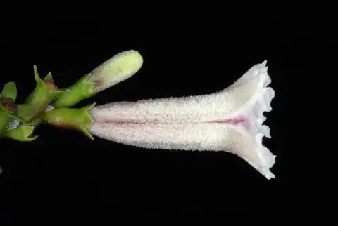 Foto dokumenter Paederia cruddasiana