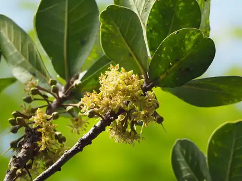 Foto dokumenter Palaquium formosanum