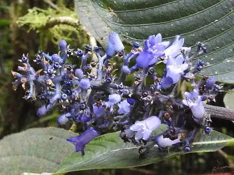 Foto dokumenter Palicourea brenesii
