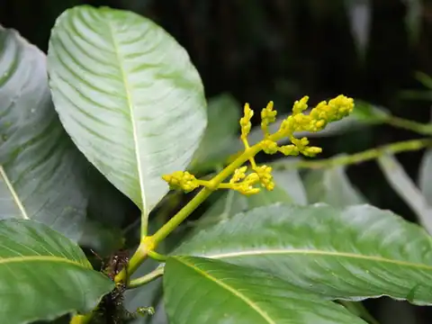 Foto dokumenter Palicourea lasiorrhachis