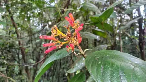 Foto dokumenter Palicourea longistipulata