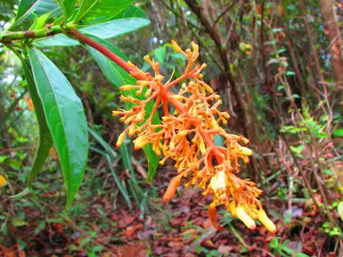 Foto dokumenter Palicourea triphylla