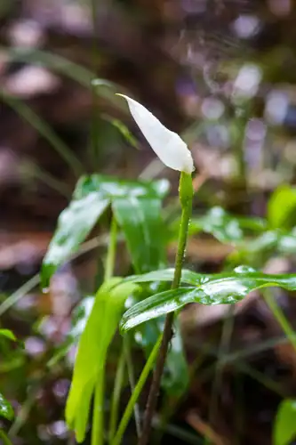 Foto dokumenter Peltandra sagittifolia