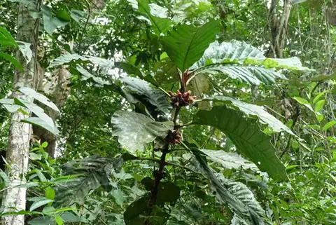 Foto dokumenter Pentagonia macrophylla