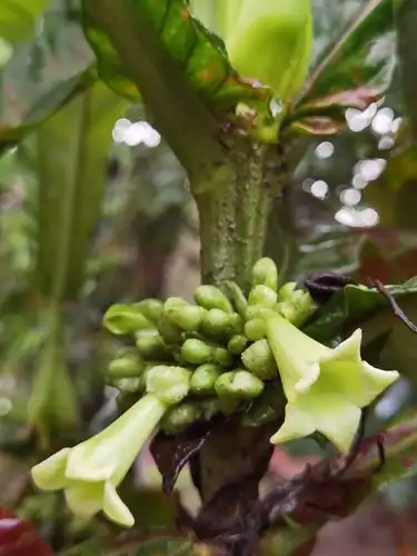 Foto dokumenter Pentagonia tinajita