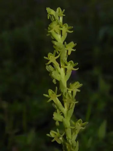 Foto dokumenter Peristylus densus