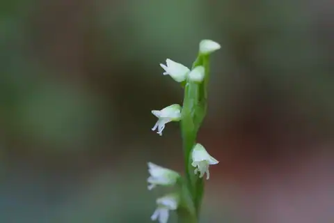 Foto dokumenter Peristylus lacertifer