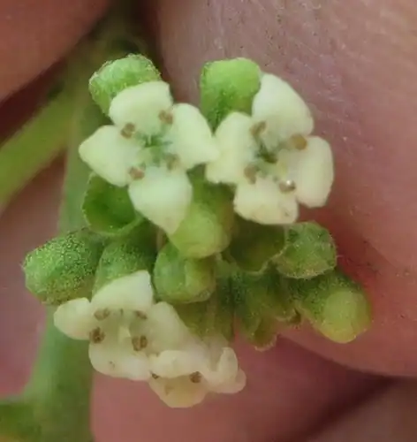 Foto dokumenter Petitia domingensis