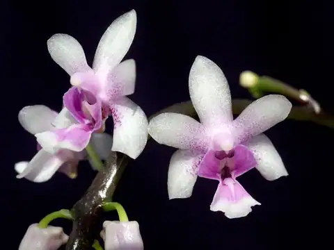 Foto dokumenter Phalaenopsis deliciosa