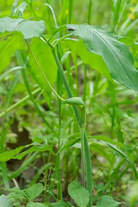 Foto dokumenter Arisaema dracontium
