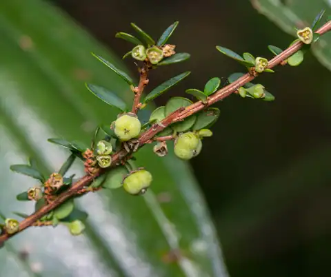 Foto dokumenter Phyllanthus cochinchinensis