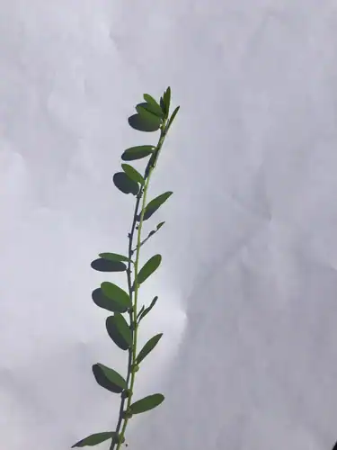 Foto dokumenter Phyllanthus evanescens