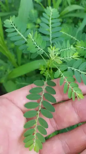 Foto dokumenter Phyllanthus fraternus