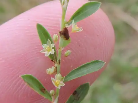 Foto dokumenter Phyllanthus polygonoides