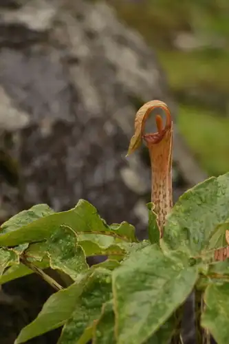 Foto dokumenter Arisaema nepenthoides
