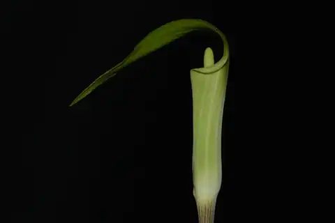 Foto dokumenter Arisaema pusillum