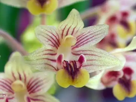 Foto dokumenter Pinalia amica