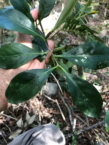 Foto dokumenter Planchonella eerwah