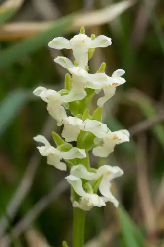 Foto dokumenter Platanthera brevicalcarata