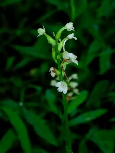 Foto dokumenter Platanthera clavellata