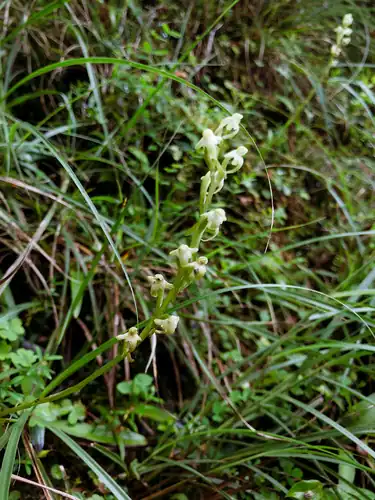 Foto dokumenter Platanthera devolii