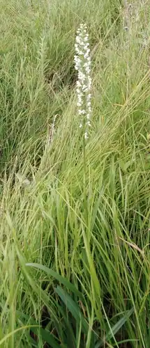Foto dokumenter Platanthera hologlottis