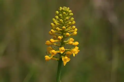 Foto dokumenter Platanthera integra