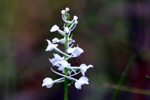 Foto dokumenter Platanthera nivea