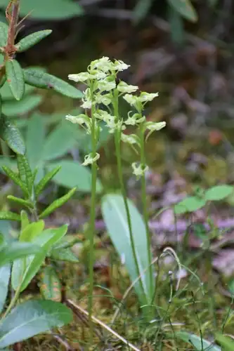 Foto dokumenter Platanthera obtusata