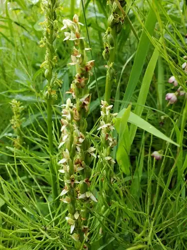 Foto dokumenter Platanthera purpurascens
