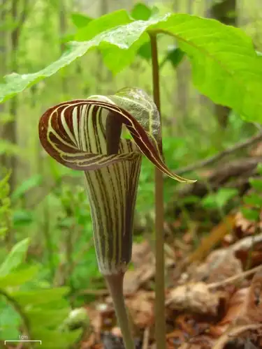 Foto dokumenter Arisaema triphyllum