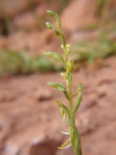 Foto dokumenter Platanthera zothecina