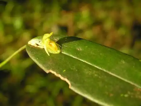 Foto dokumenter Pleurothallis discoidea