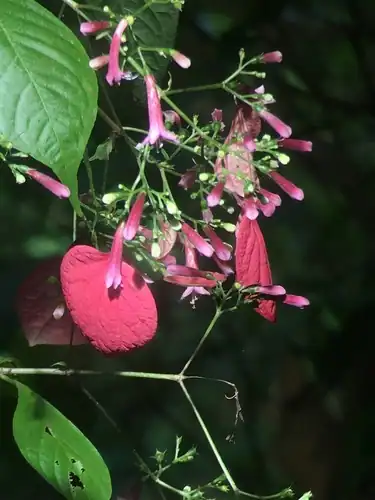 Foto dokumenter Pogonopus exsertus