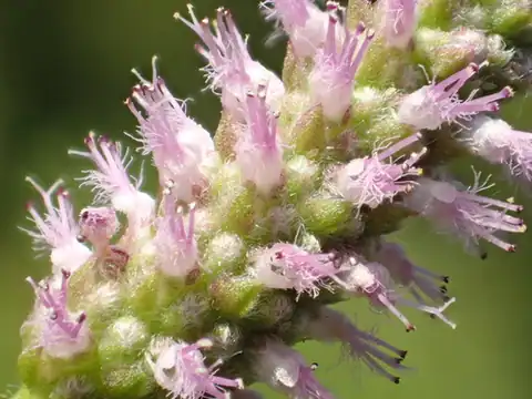 Foto dokumenter Pogostemon stellatus