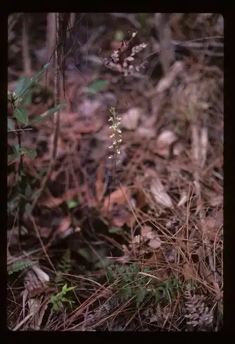 Foto dokumenter Ponthieva brittoniae