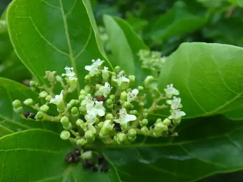 Foto dokumenter Premna serratifolia