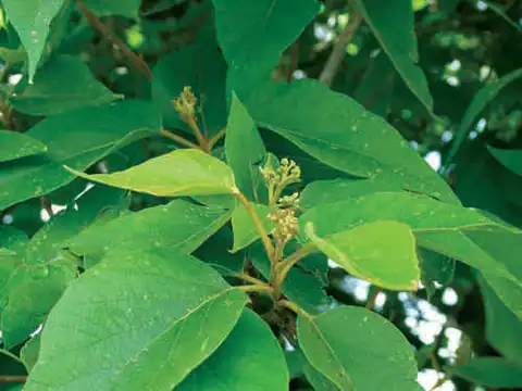 Foto dokumenter Premna tomentosa