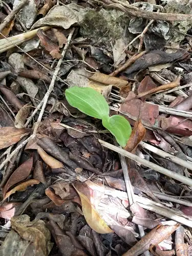 Foto dokumenter Prescottia oligantha