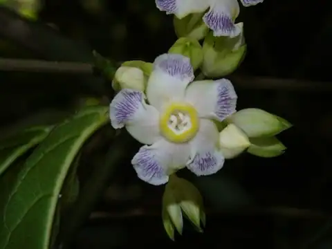 Foto dokumenter Prestonia portobellensis