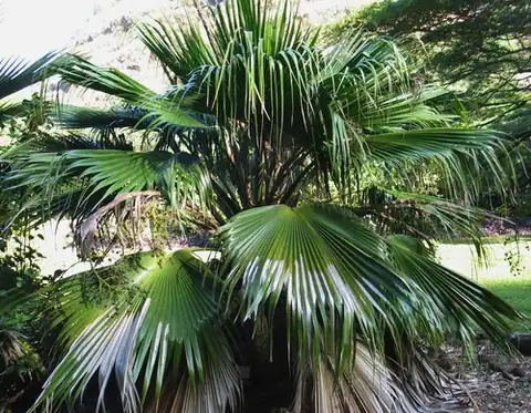 Foto dokumenter Pritchardia kaalae