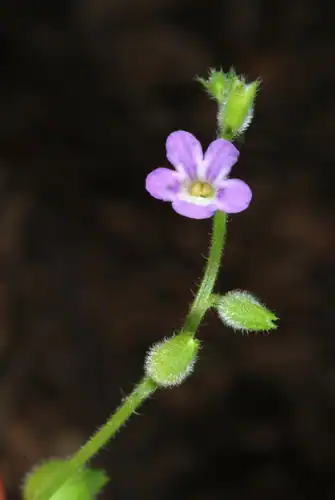 Foto dokumenter Priva lappulacea