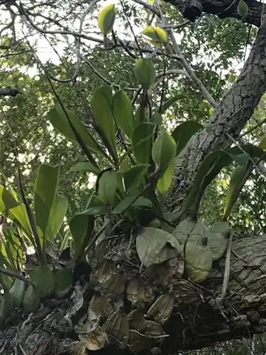 Foto dokumenter Prosthechea boothiana