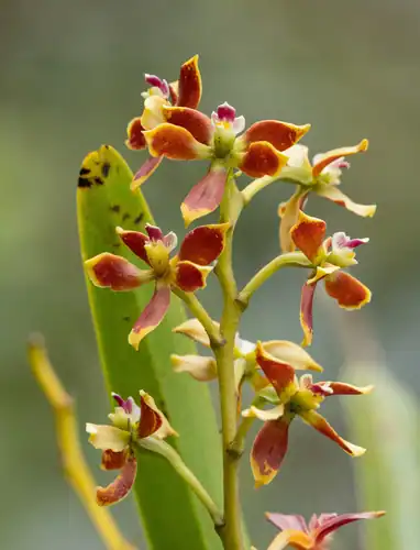 Foto dokumenter Prosthechea hartwegii