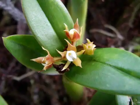 Foto dokumenter Prosthechea pygmaea
