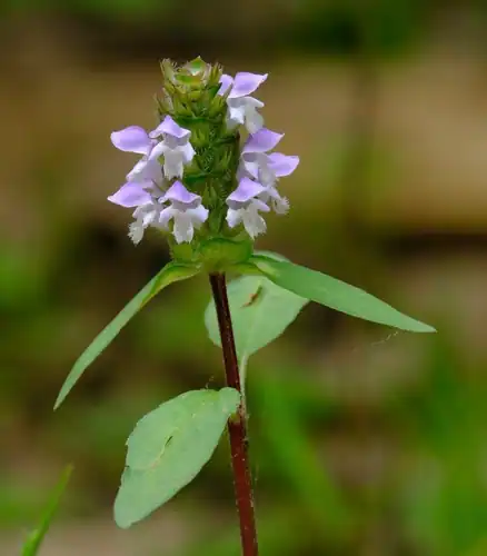 Foto dokumenter Prunella vulgaris