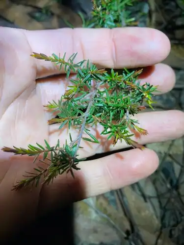Foto dokumenter Pseudanthus orientalis
